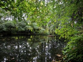 Teich - 2015